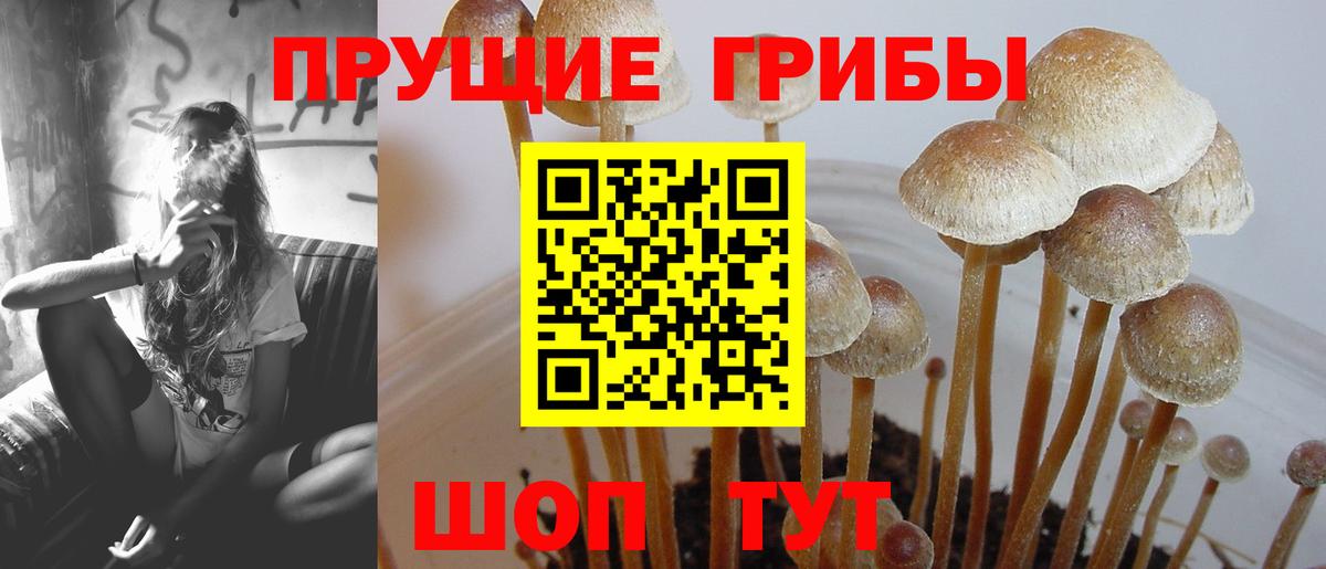 Псилоцибиновые грибы Psilocybine cubensis Южно-Сахалинск